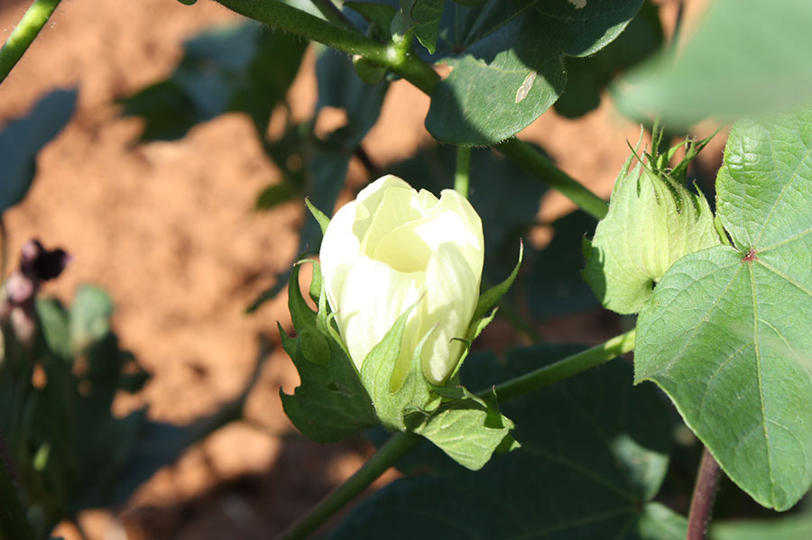 cotton, flower, agriculture, field