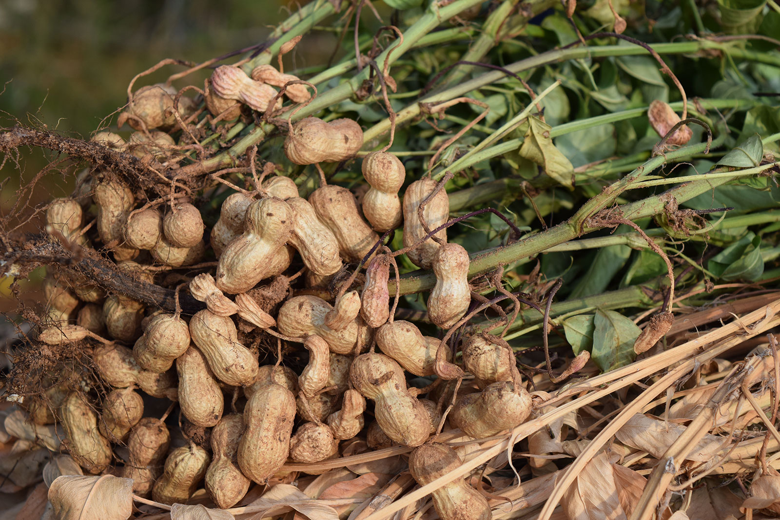 peanuts, agriculture, field, crop