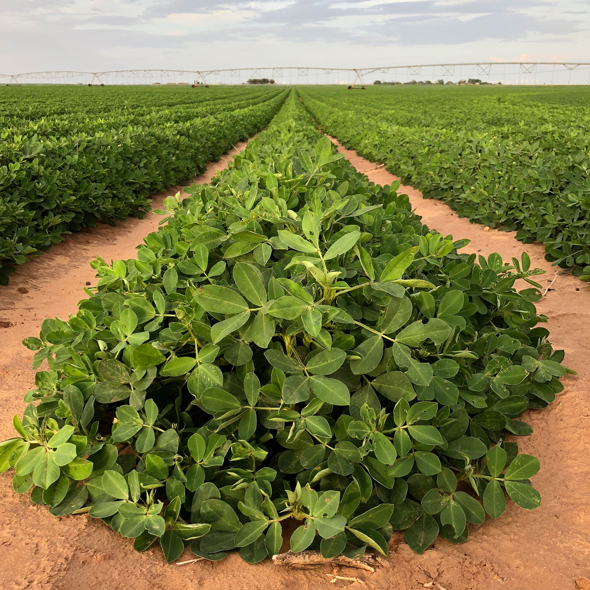 peanuts, agriculture, field, crop