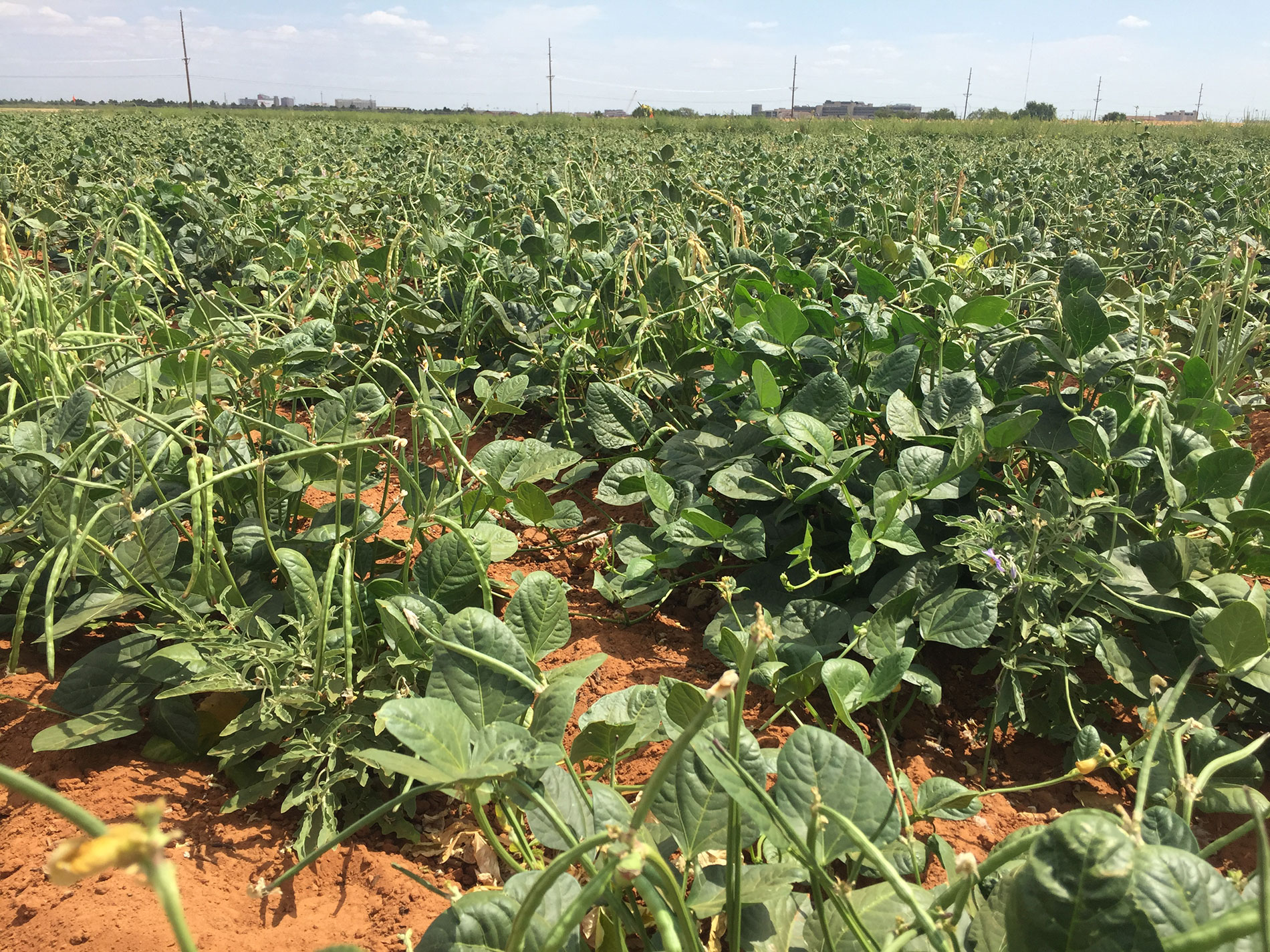 peas, crop, agriculture