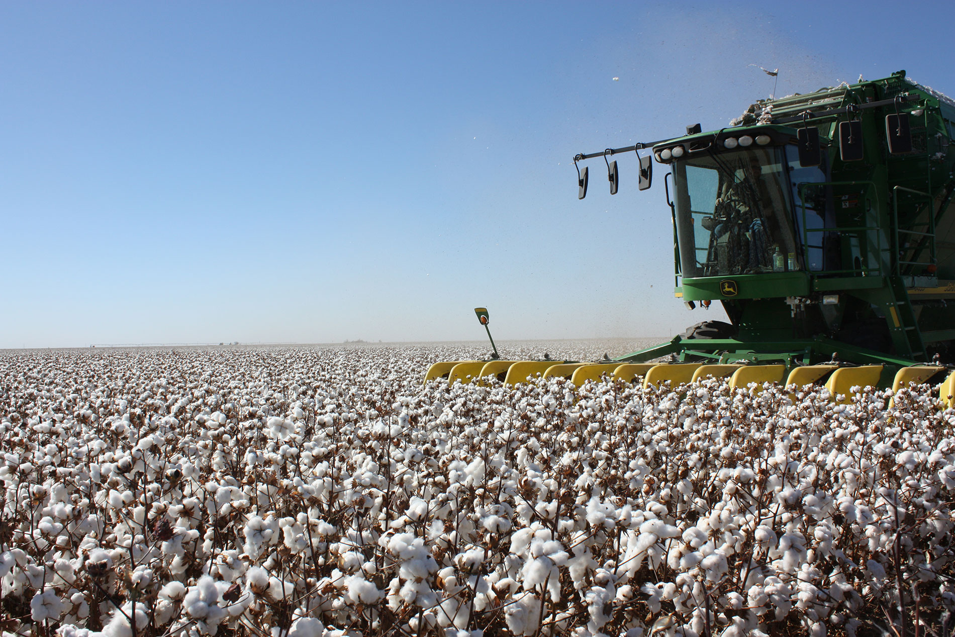 field, agriculture, cotton, harvest, 